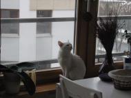 Biały Pan Kot szuka domu :)